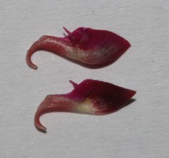 Indigofera meyeriana