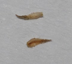 Indigofera meyeriana