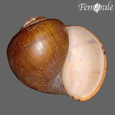 Pila ovata
