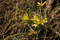Gagea fedtschenkoana