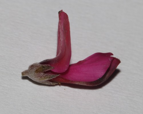 Image of Indigofera meyeriana by (c) Brian du Preez, some rights reserved (CC BY-SA)