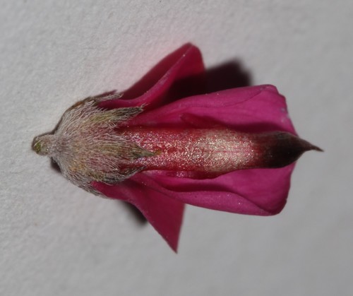 Image of Indigofera meyeriana by (c) Brian du Preez, some rights reserved (CC BY-SA)