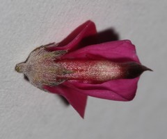 Indigofera meyeriana