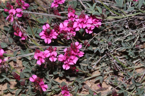 Image of Indigofera meyeriana by (c) Brian du Preez, some rights reserved (CC BY-SA)