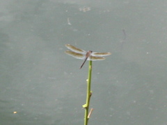Brachymesia