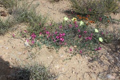 Indigofera meyeriana