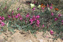 Indigofera meyeriana