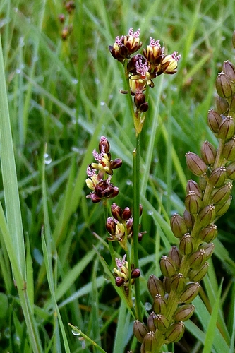 Juncus gerardi, photograph 5