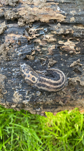 Leopard Slug