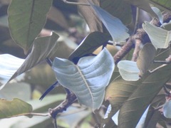Dryoscopus senegalensis