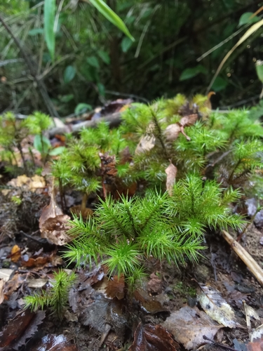 Dendroligotrichum dendroides observed 2026-05-12