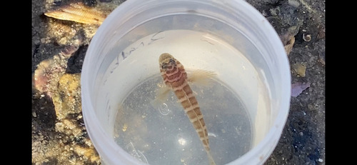 Priolepis cincta observed 2026-05-16