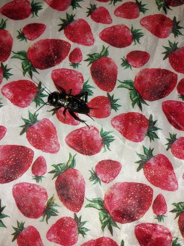 European Field Cricket