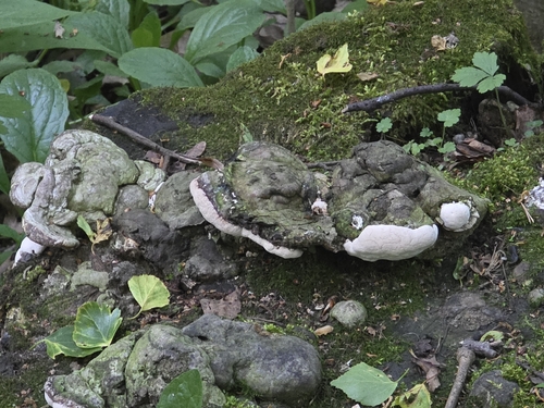 Наблюдение на iNaturalist