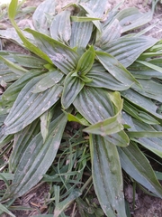 Plantago lanceolata
