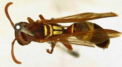 Polistes loveridgei