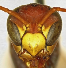 Polistes loveridgei