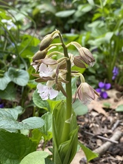 Calanthe discolor