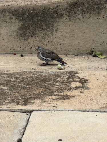 White-winged Dove