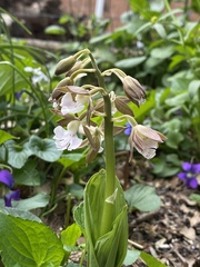 Calanthe discolor