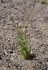 Gilia scopulorum