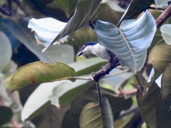 Dryoscopus senegalensis