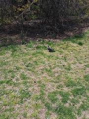 Columba livia