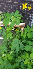 Chelidonium majus