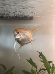 Pterophyllum