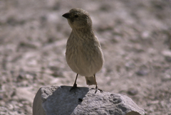Carpodacus synoicus