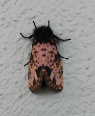 Xanthopastis timais