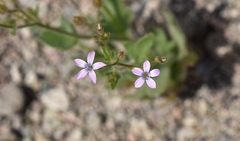 Gilia scopulorum