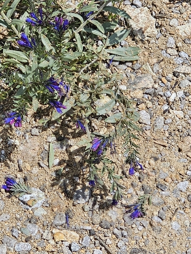 Moltkia coerulea, photograph 1