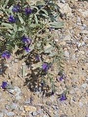 Moltkia coerulea