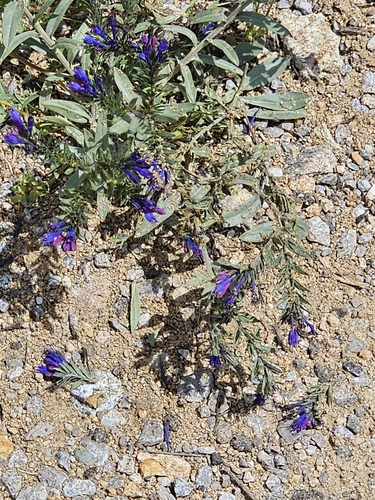 Moltkia coerulea, photograph 2