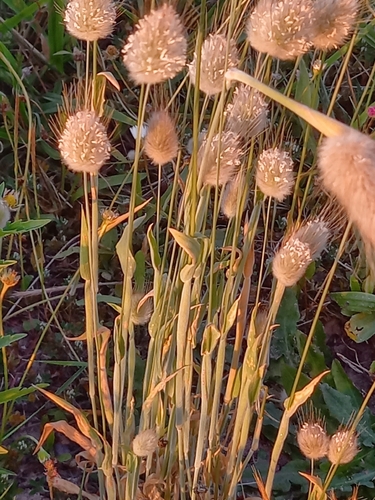 Hare's Tail Grass