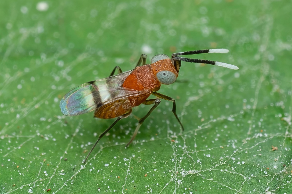 Anagyrus