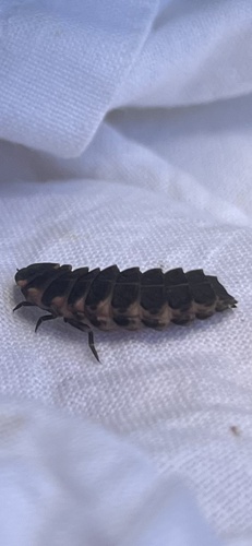 European Glow-worm