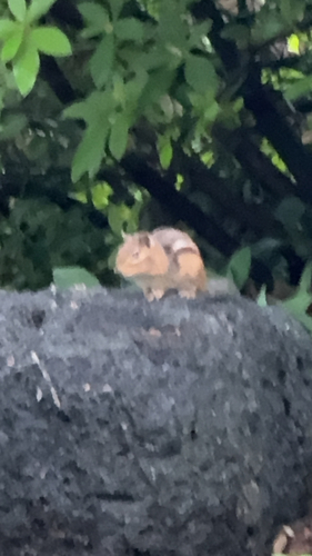 Eastern Chipmunk