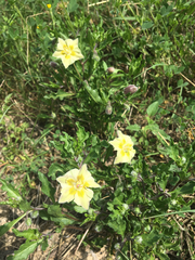 Chamaesaracha edwardsiana