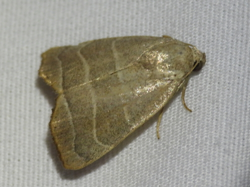 Straight-lined Mallow Moth photo 5