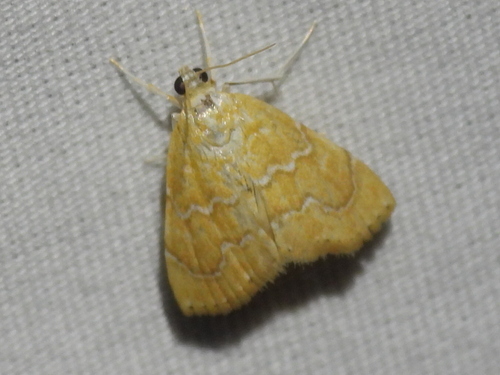 White-roped Glaphyria Moth photo 4