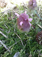 Lamium purpureum