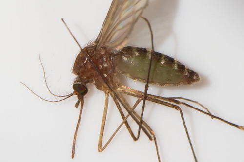 White-dotted Mosquito photo 6