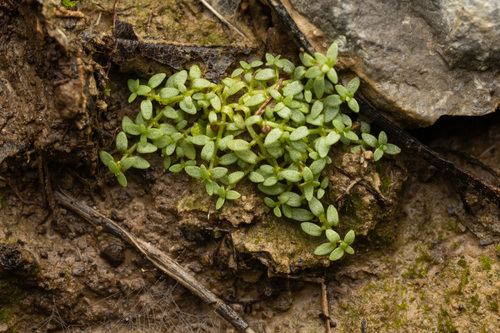 Callitriche terrestris, photograph 5