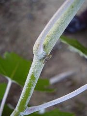 Tremulicerus distinguendus