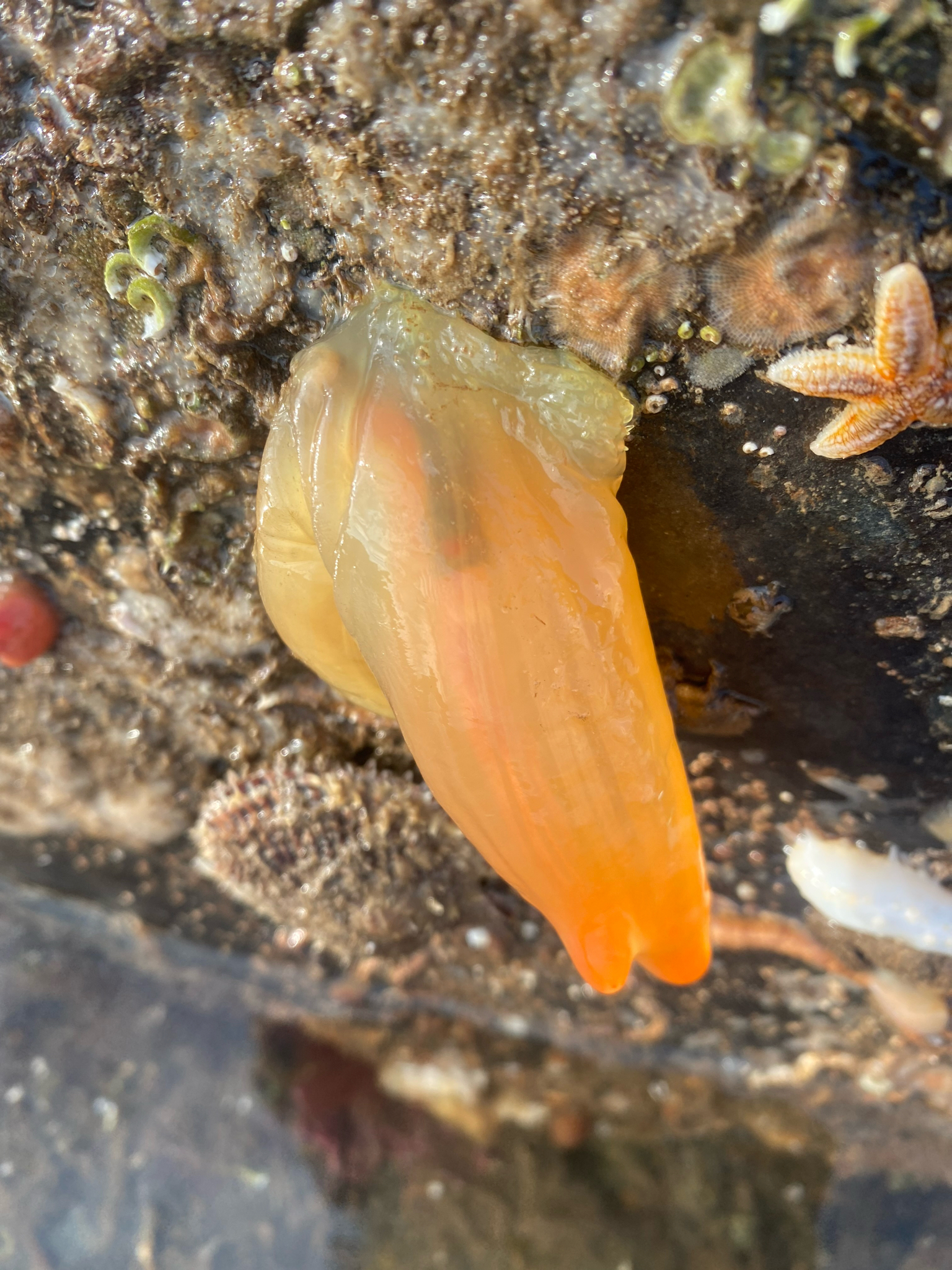 Ciona intestinalis (Linnaeus, 1767)