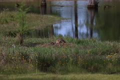 Antigone canadensis pulla