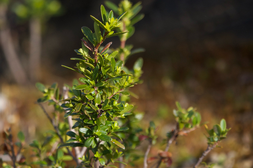 Oregon Boxwood