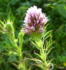 Castilleja densiflora